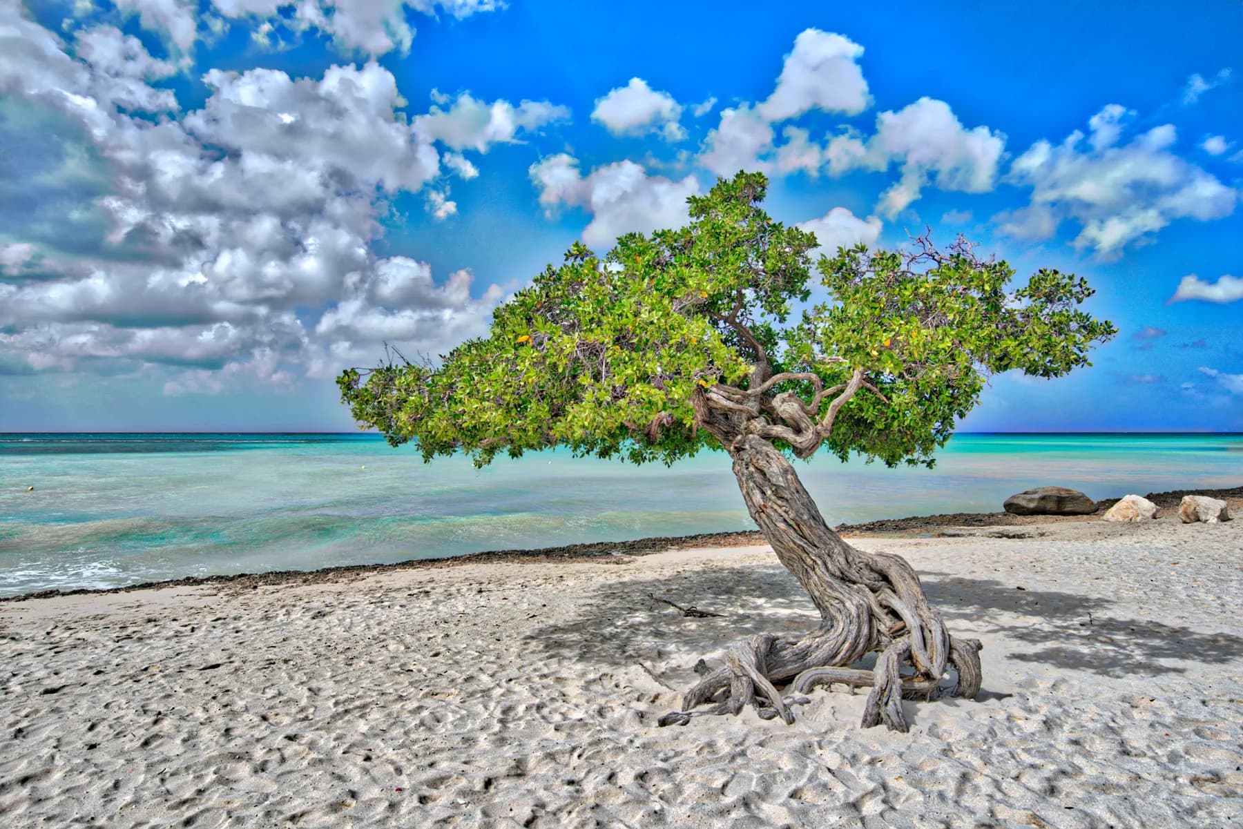 Divi-Divi tree shaped by Aruba's trade winds