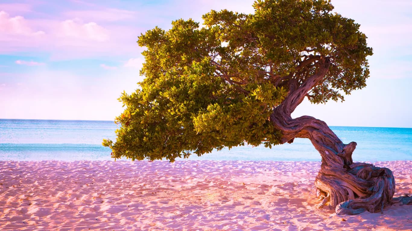 Aruba coastline at sunset